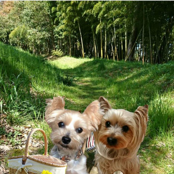 81b8af24 560d 4e6f 9457 67aa5f829f17 1586414280545