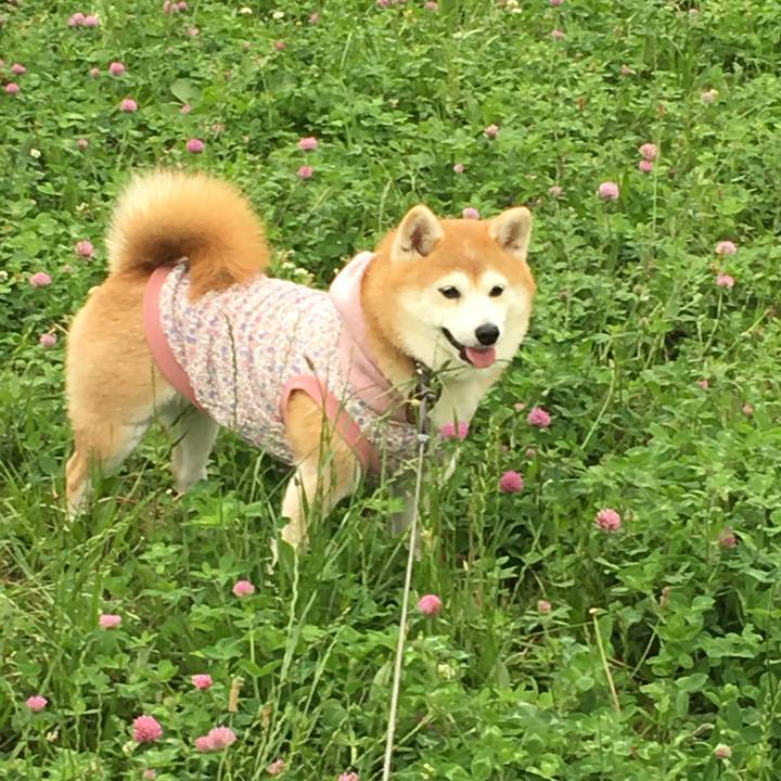 81b95236 00d8 4106 8de0 04c03717f385 1529215152062