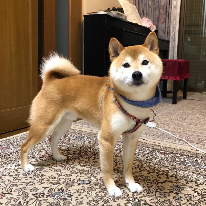 81bbcdb5 c0bb 4436 972a 11bb204f0c05 1528799922810