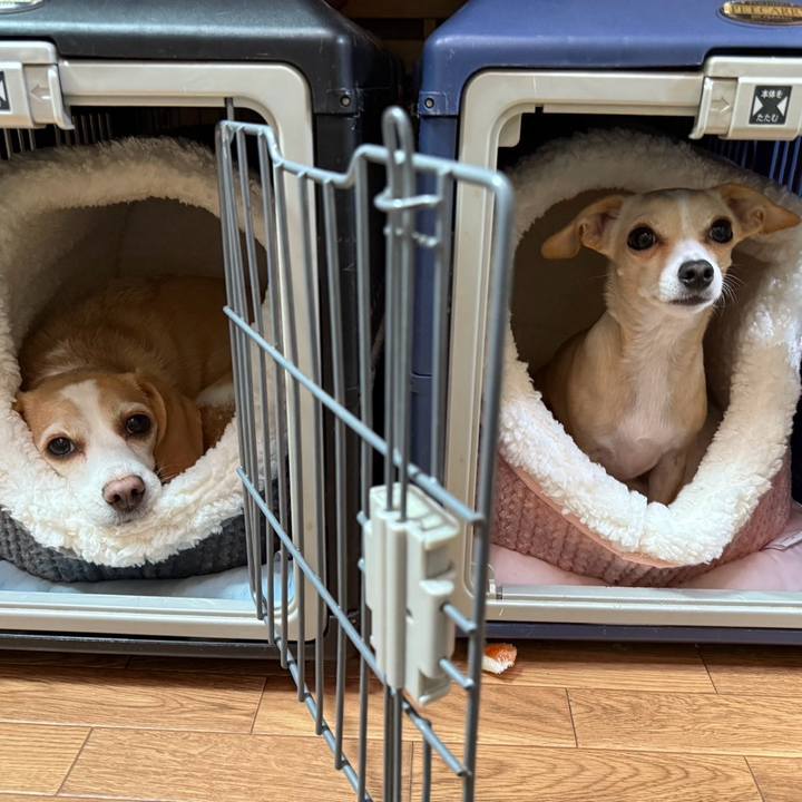 81bc253e 0b86 41a2 9f00 af8fcc37a5cd 1731297148136