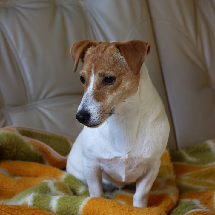 81bc40de bfad 4193 8dae ffb4eb42086b 1546314254063