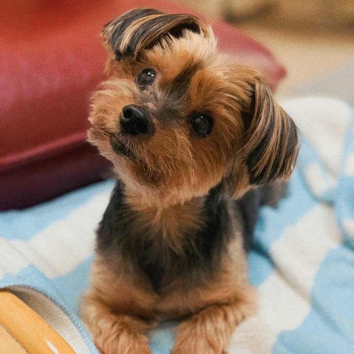 81bddced 54e0 468e ba1f e990c1f53f87 1632039160997