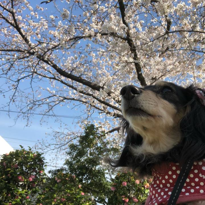 81c0f43c ac75 412e 9211 fc33f8fc314d 1554507877236