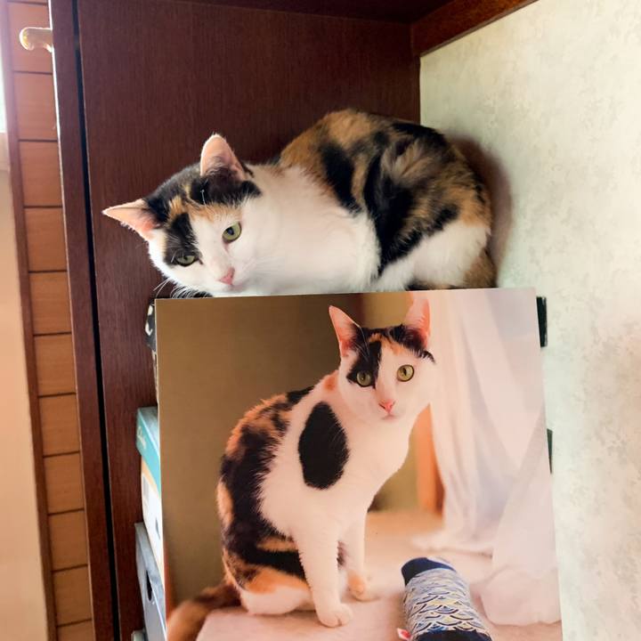 81c24c0f cd52 41fa bba5 1c421038a307 1594193671442