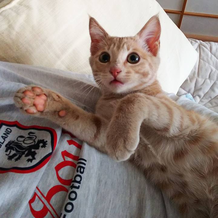 81c29b6e 1907 4474 b6e3 5fb4c35c5fae 1542499378858