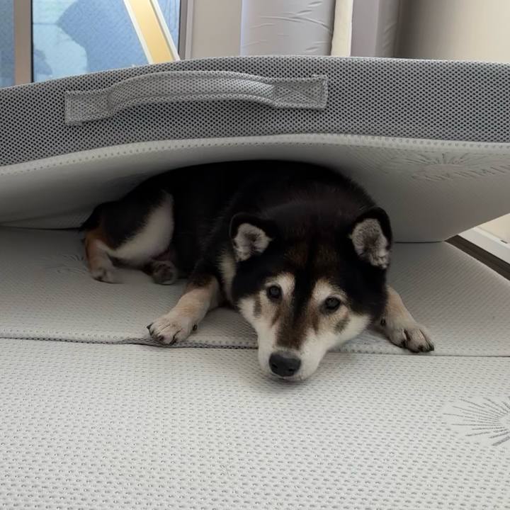 81c409ed 665b 446f ad00 8102acec8839 1736828357027