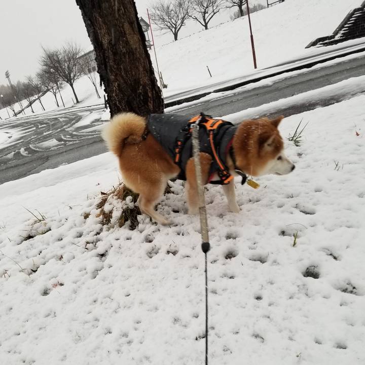 81c55788 4f43 420f 8d1e 532a7fc8547f 1637991403611