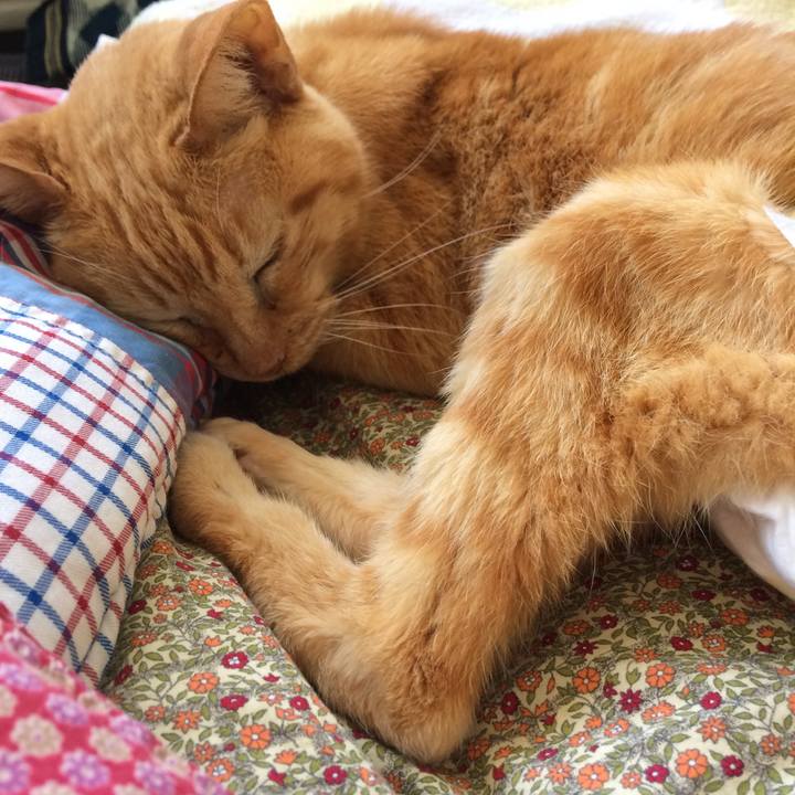 81c56cbd 4a68 4c89 a484 ba4b63d669df 1545078398330