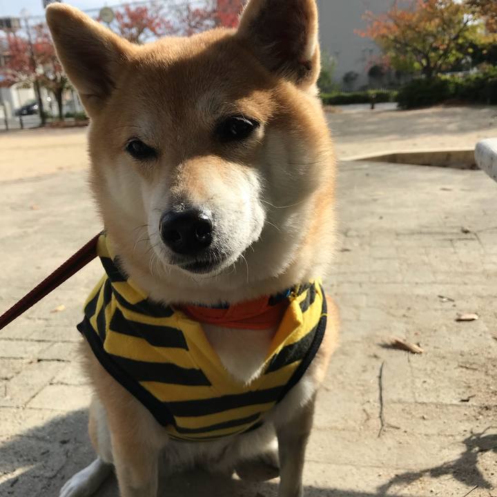 81c5a294 7b6c 496e 8425 17329b40c62e 1511335224498