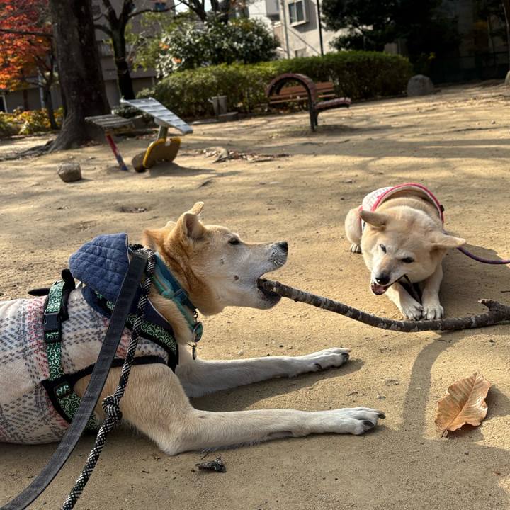 81ca118c a556 471f befa 7c6d045d002f 1765022162285