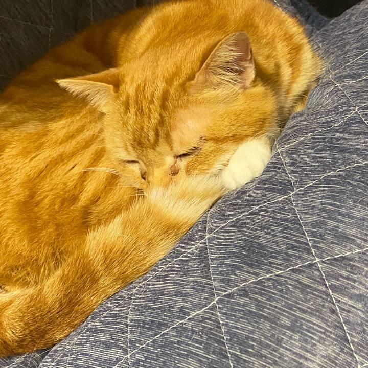 81cde13b 1c32 4f25 a214 b97cbd7c4cc5 1621248998560