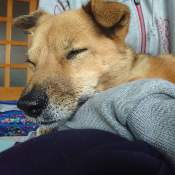 81ce2265 c982 495d bc7d 4d146b110a11 1542065213810