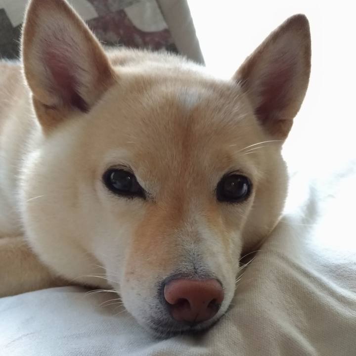 81cf666f d7dd 4dee 8865 8f7c36bf97bd 1598477029290