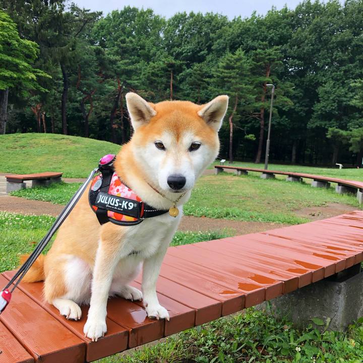 81d4cbb6 5a77 4ae6 833b ecb765456565 1598836882688