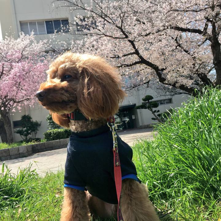 81d5c01f 31ef 4435 beac b414b64aeebe 1522461558420