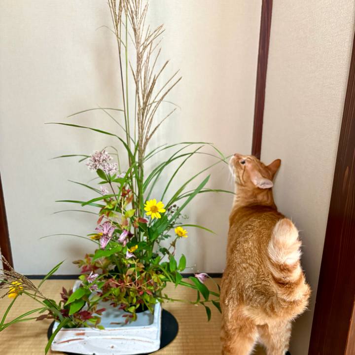 81d76ad9 6913 4aac a72a f7926a99b5f0 1763071299536