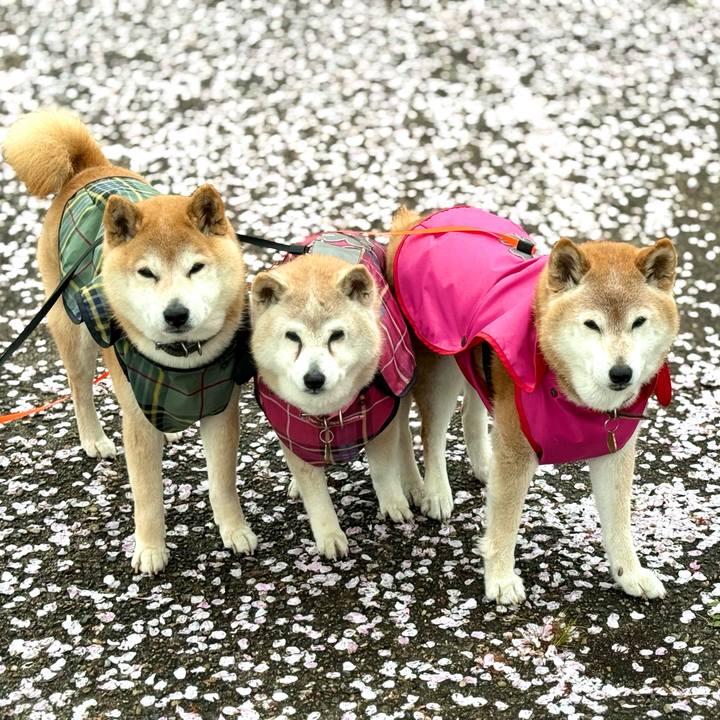 81db121f d220 4f36 b839 e636a86b42ea 1775001636316