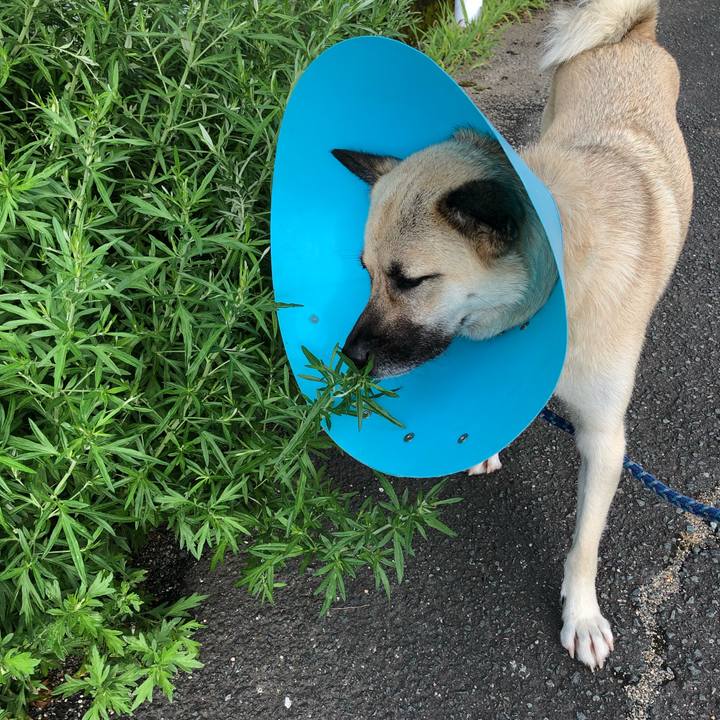 81dbc1e3 be80 414a abb7 b7d9b1e1c0ef 1532946228298