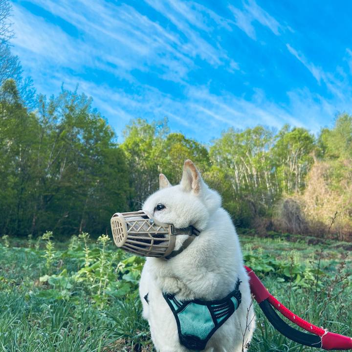 81de9079 86e5 4a41 b590 c6344ae45806 1746998526959