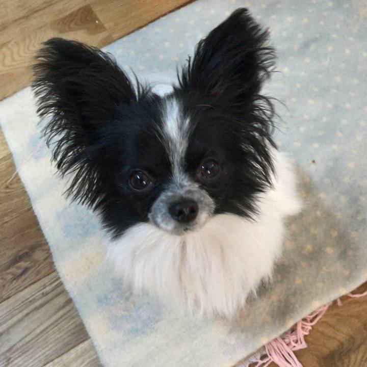 81e381f5 27f2 4e56 b897 44846ece202b 1512429132106