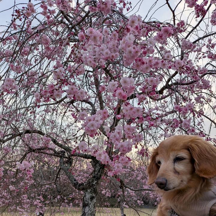 81e423c0 a2b7 4a96 aa4f e2a4b0bd8ed8 1774687584303