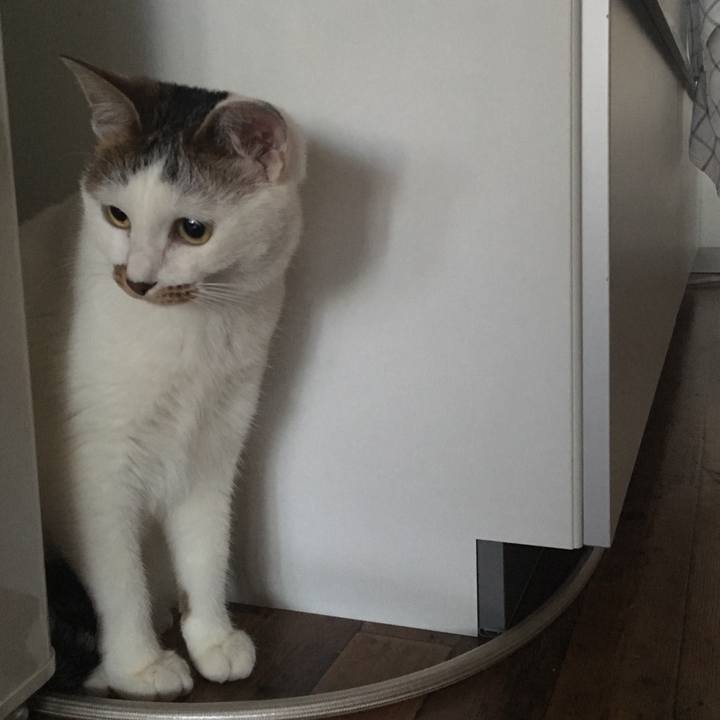 81e46ffa 4a73 48de 8238 4dc6996f2bf4 1516165217688