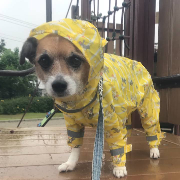 81e6cf6c fcf2 49e8 ae55 185aefb889ef 1529452628893