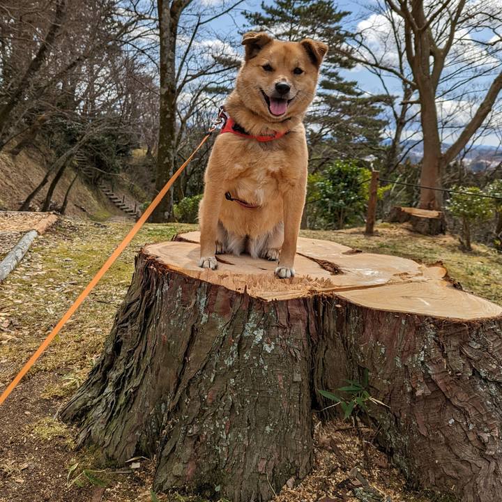 81e70da0 6ea7 40fb a618 a2f766e9da7c 1648374857637