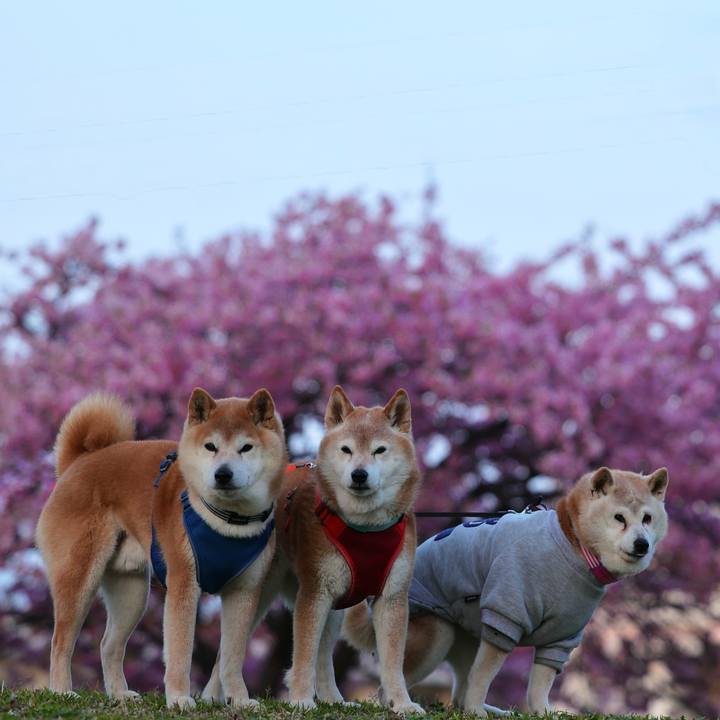 81e83c7d a625 458a afff d0213cc561a6 1773060909712