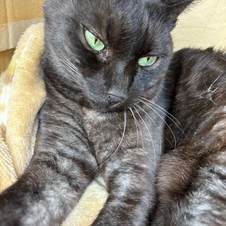 81e97b4d 3479 4063 a7d0 66fc2556e4c9 1760175963595