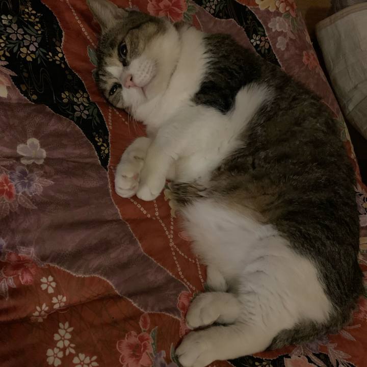 81eaab88 cee9 4a87 a5c6 8f219a05e19b 1667383522372