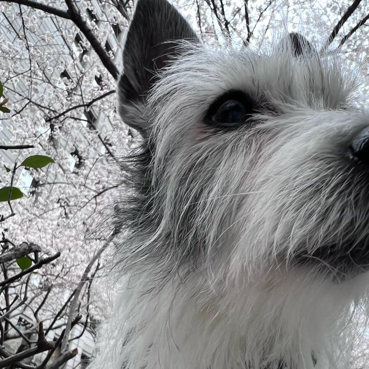 81ee1772 1819 4a4a ba2f 482c437c56a8 1648384863807