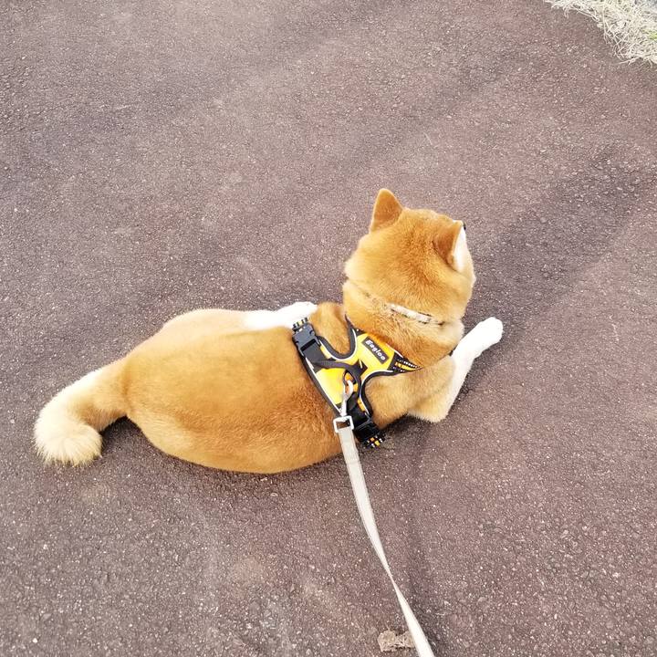 81f1a8a7 3d63 4331 9bb3 28a4e6d37e5d 1617692928817