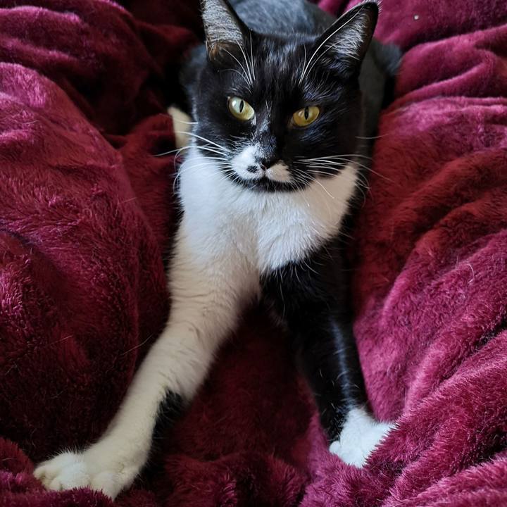 81f49a0b 1262 4954 81b3 7752c381578f 1545093627394