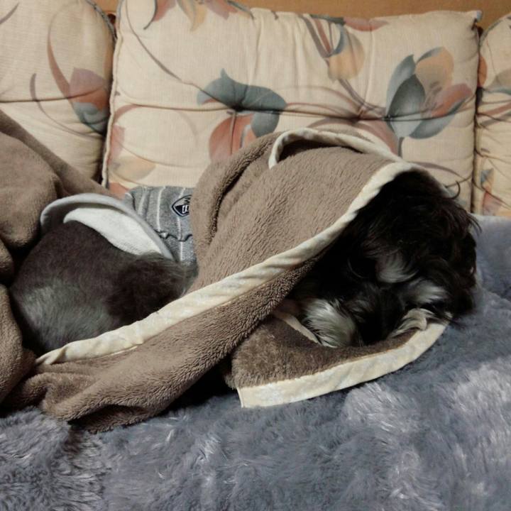 81f81eae 54bf 454d 87d0 b04294fe2dc0 1510955516303