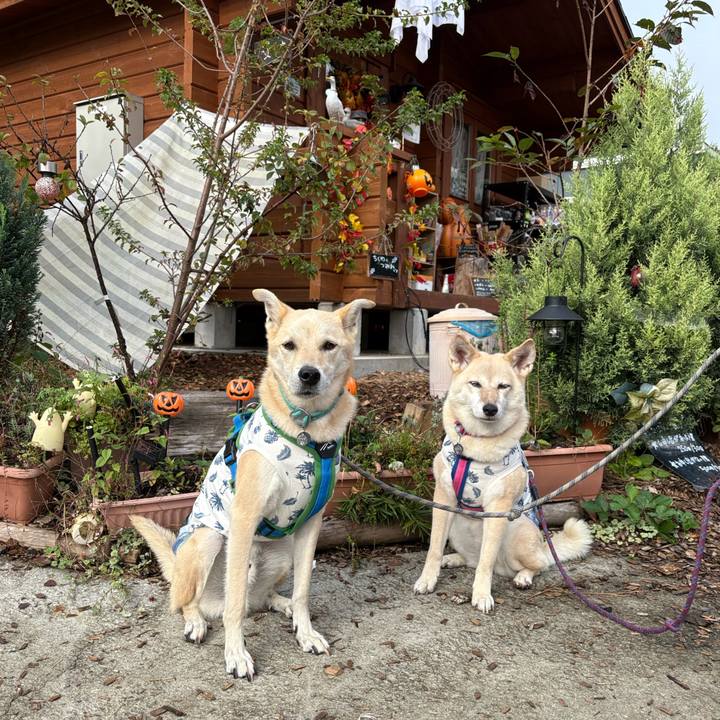 81f9088f 1441 4206 84b3 04e3f2b4e6c1 1762495617339