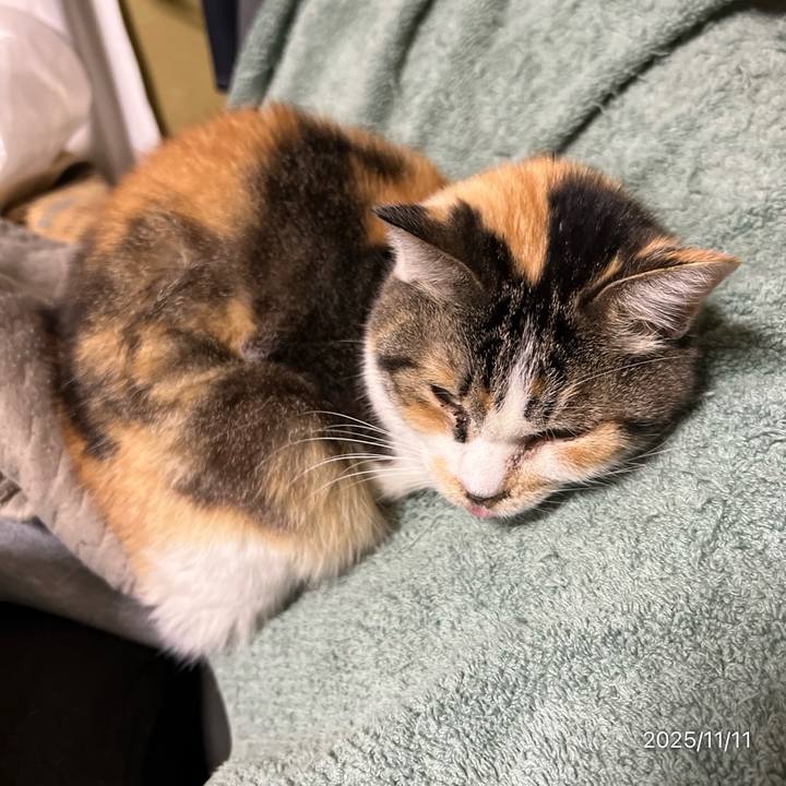 81f9cb75 2da4 4c0d 8bea 4bfbe78bb842 1762812623218