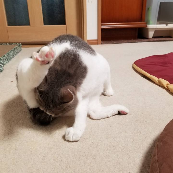 81fb88e9 ed5a 45c5 80ce a73cb7c98664 1591447381705