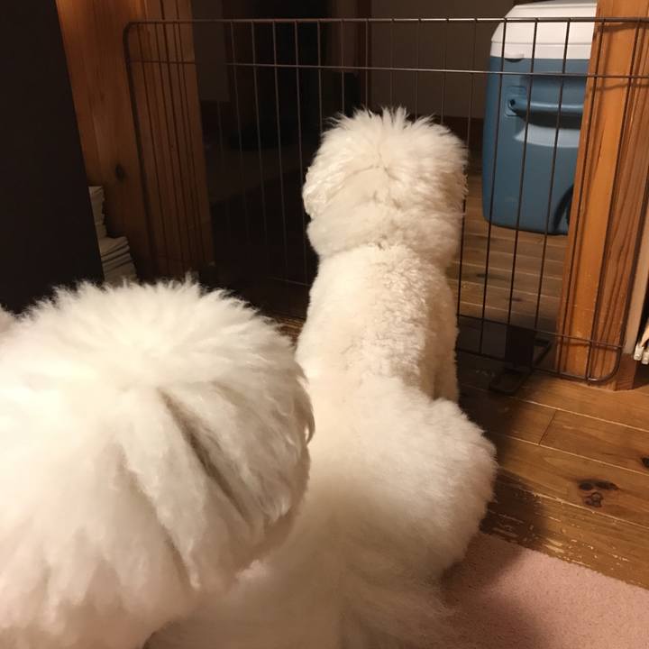 81fc7469 3052 45bf ba44 c2f47f8f6e0a 1528886419538