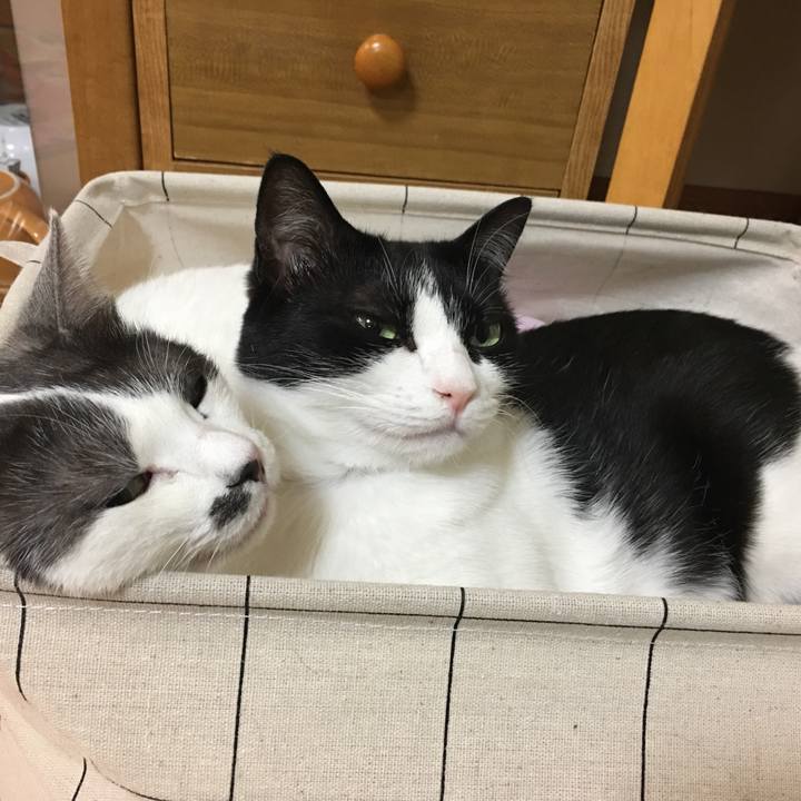 81fcd256 cb4d 4eec 8840 da4ff0e5dc15 1524318840728