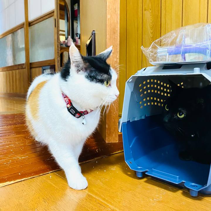 81fe16c1 0bea 44da a0b2 74e23a2eeef8 1682478484825