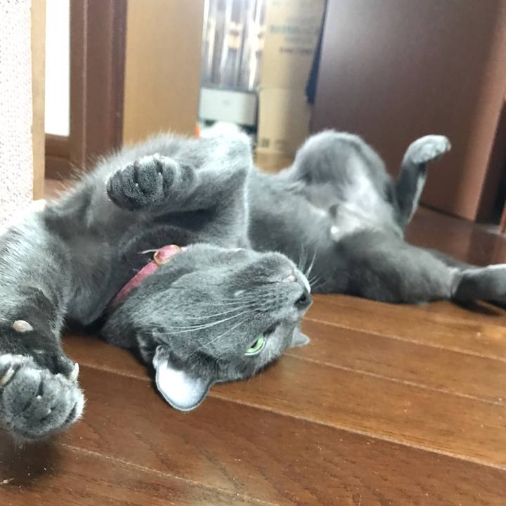 81fe7d84 e5dc 4c64 bb74 2506ba643d12 1559558137531