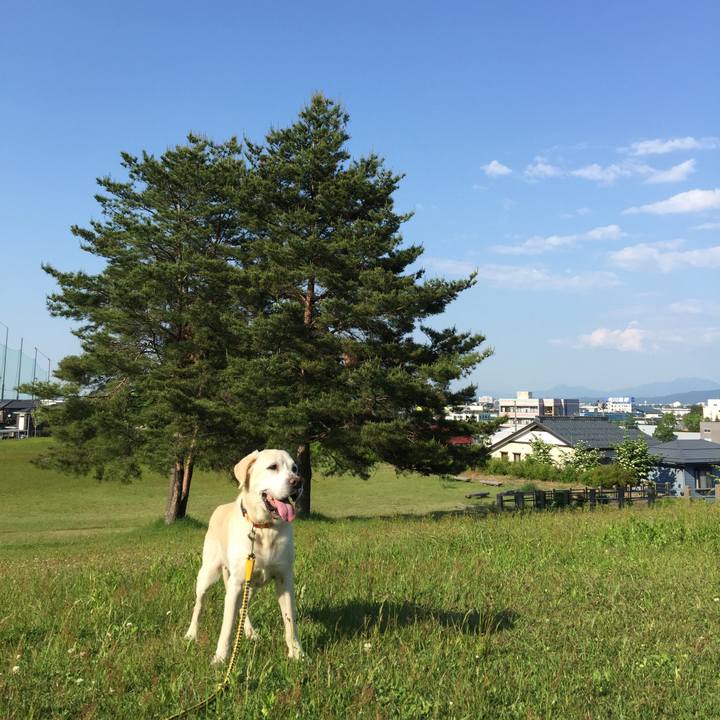 81fea8f2 16c5 445a a5f9 76ba4d5641d9 1526975235149