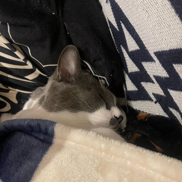 8202d485 5c27 4c18 a681 c0c8465d1adc 1699780840009