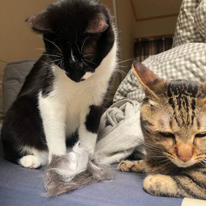 82031496 2651 4bf4 a575 fc1d17ac2559 1584675679930