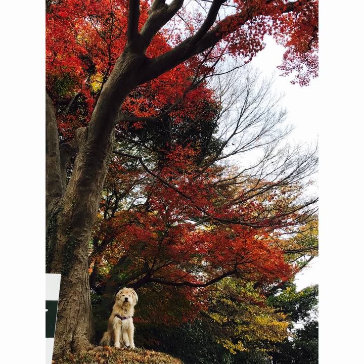 820dbcec 0767 42e8 b51d 58476fffc105 1544240167497