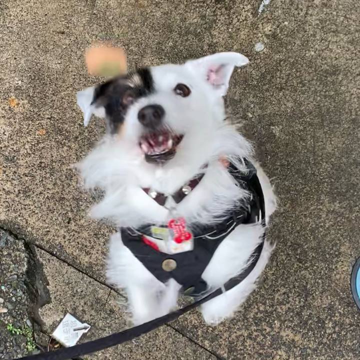 8211a0bb 738c 44dd 9989 42b76b7a7d84 1709687947559