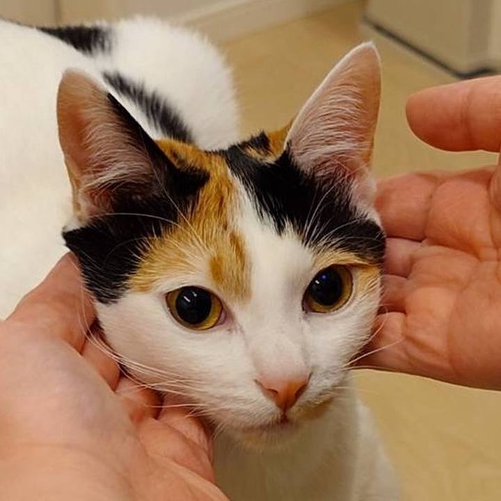 821426a5 bea3 4197 83ab af0614e3bb22 1771250345263