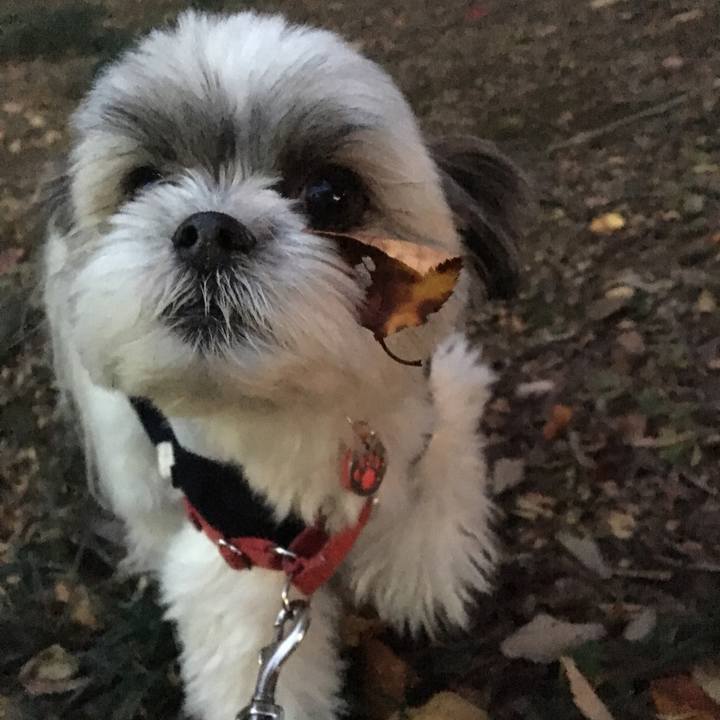 82164301 d210 4494 8186 53060997cdea 1511254105971