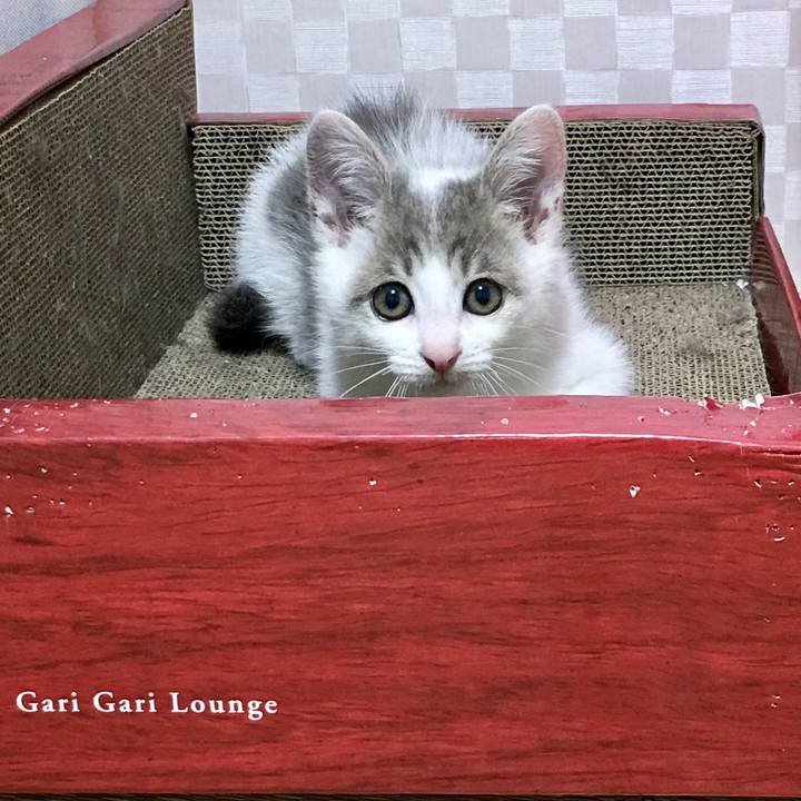 82172654 a8e9 4bda b258 453bc7767bda 1511154990413